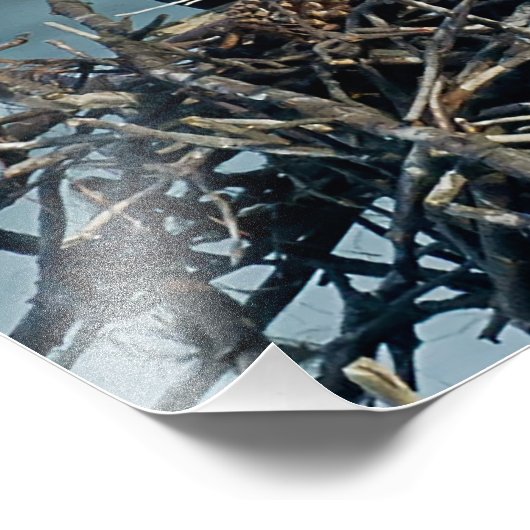 Baby Osprey Foto Afdruk (Hoek)