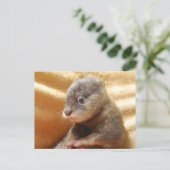 Baby otter pup post card briefkaart (Staand voorkant)