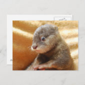 Baby otter pup post card briefkaart (Voorkant / Achterkant)