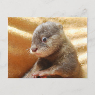 Baby otter pup post card briefkaart