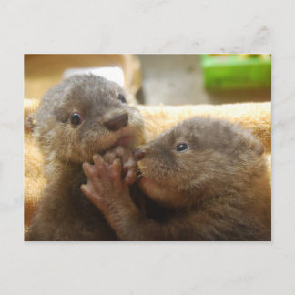 Baby otter pups briefkaart