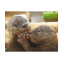 Baby otter pups briefkaart