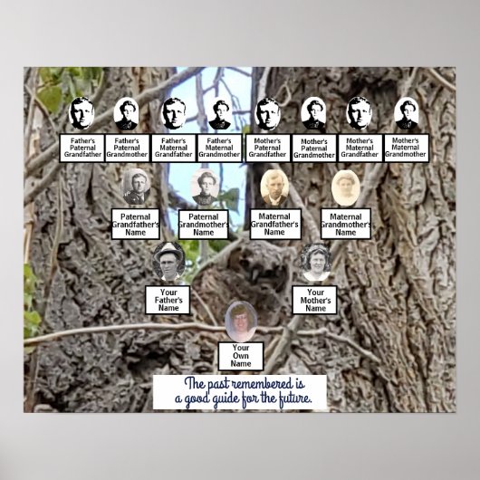 Baby Owl in een Poster van de Boom van de Familie (Voorkant)