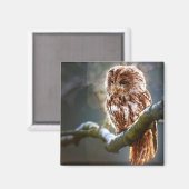 Baby Owl Magneet (Voorkant / Achterkant)