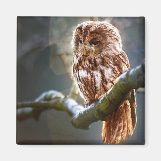 Baby Owl Magneet (Voorkant)