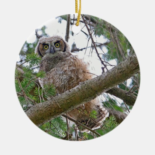 Baby Owl Staring Keramisch Ornament (Voorkant)