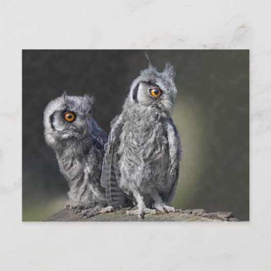 Baby Owls Briefkaart (Voorkant)
