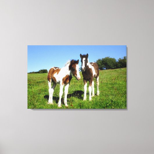 Baby Paarden Twee Colts Schattige Fowls Canvas Afdruk (Voorkant)