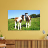 Baby Paarden Twee Colts Schattige Fowls Canvas Afdruk (Insitu (Woonkamer))
