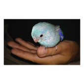 Baby Paardenblauw Parrotlet Portret Foto Afdruk (Voorkant)