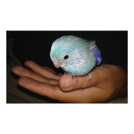 Baby Paardenblauw Parrotlet Portret Foto Afdruk