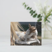 Baby PaardenBriefkaart Briefkaart (Staand voorkant)