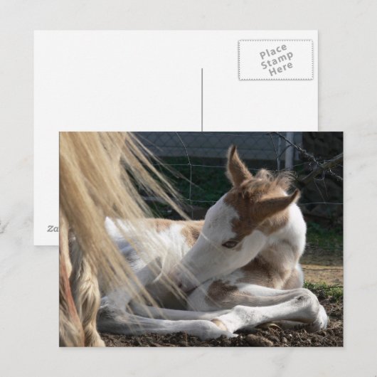 Baby PaardenBriefkaart Briefkaart (Voorkant / Achterkant)