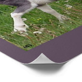Baby PaardenPoster Poster (Hoek)