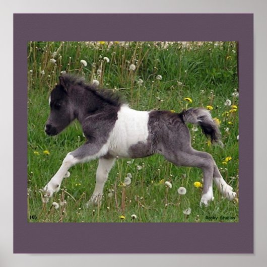 Baby PaardenPoster Poster (Voorkant)
