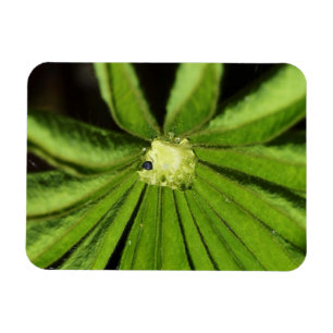 Baby Palm Plant van Shirley Taylor Magneet