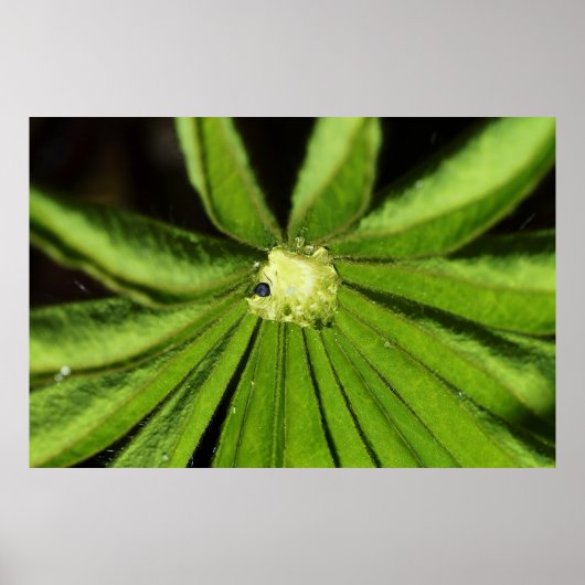 Baby Palm Plant van Shirley Taylor Poster (Voorkant)