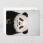 Baby Panda Beer Colorful| Cute Panda Design Aankondigingskaart (Voorkant / Achterkant)