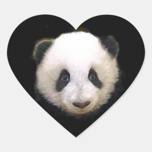 Baby Panda Hart Sticker