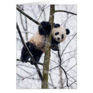 Baby Panda in Boom
