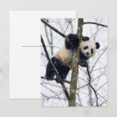 Baby Panda in Boom Briefkaart (Voorkant / Achterkant)