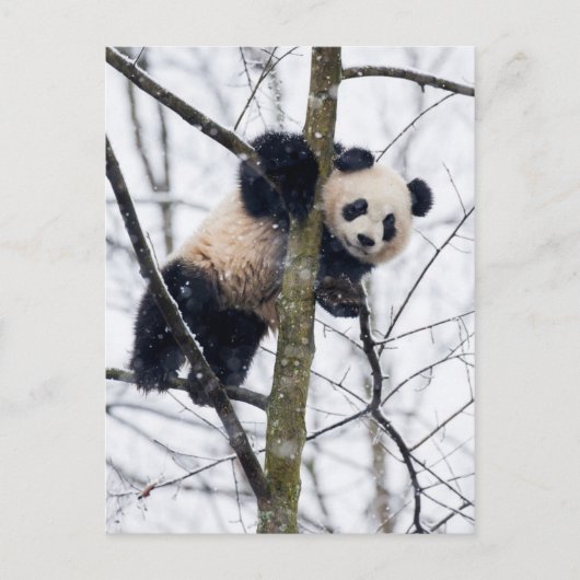 Baby Panda in Boom Briefkaart (Voorkant)