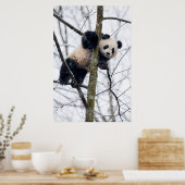 Baby Panda in Boom Poster (Keuken)