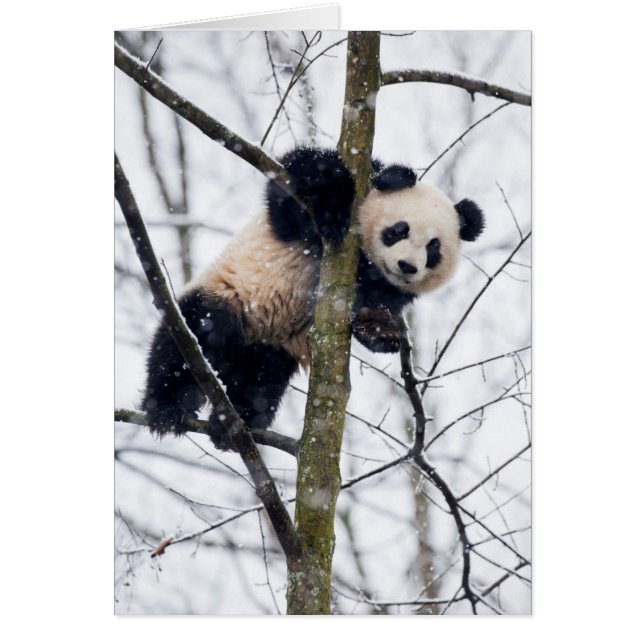 Baby Panda in de boom (Voorkant)
