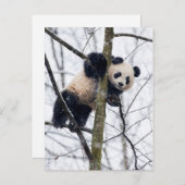 Baby Panda in de boom Briefkaart (Voorkant / Achterkant)