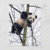 Baby Panda in de boom Briefkaart (Voorkant)
