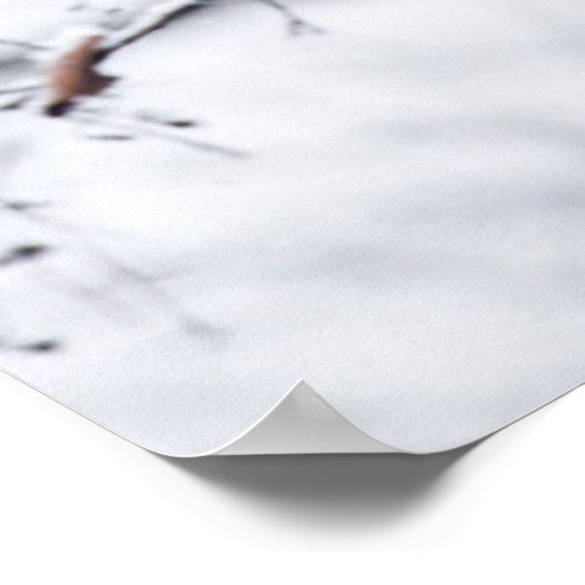 Baby Panda in de boom Poster (Hoek)