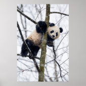 Baby Panda in de boom Poster (Voorkant)