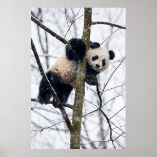 Baby Panda in de boom Poster