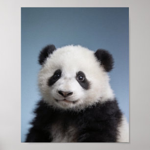 Baby Panda Portret – Mooie Dieren Muur Kunst voor Poster