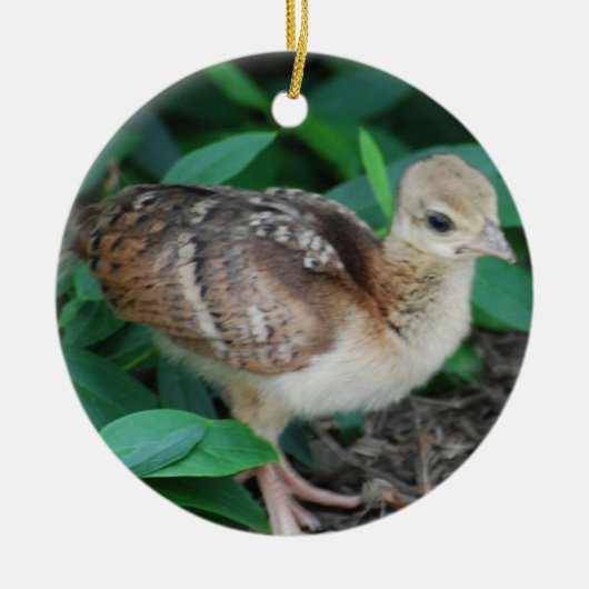 Baby Peacock Chick Ornament (Voorkant)