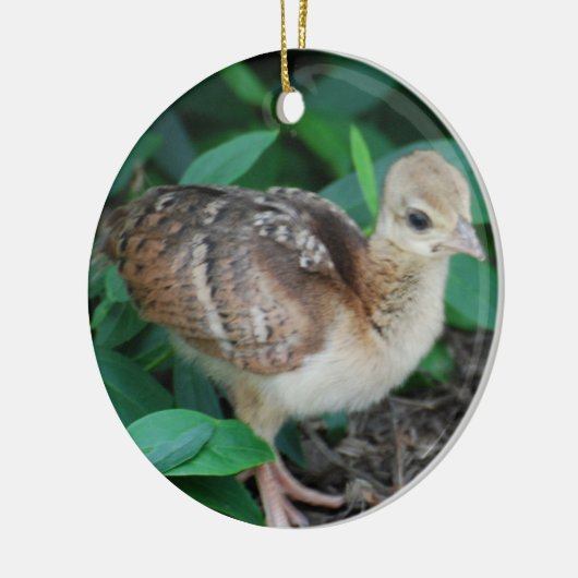 Baby Peacock Chick Ornament (Links)
