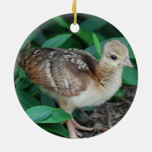 Baby Peacock Chick Ornament (Achterkant)