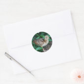 Baby Peacock Chick Sticker (Envelop)