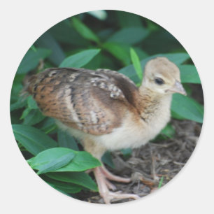 Baby Peacock Chick Sticker