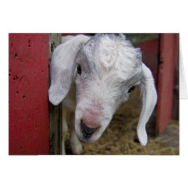 Baby pekelen uit rode schuur