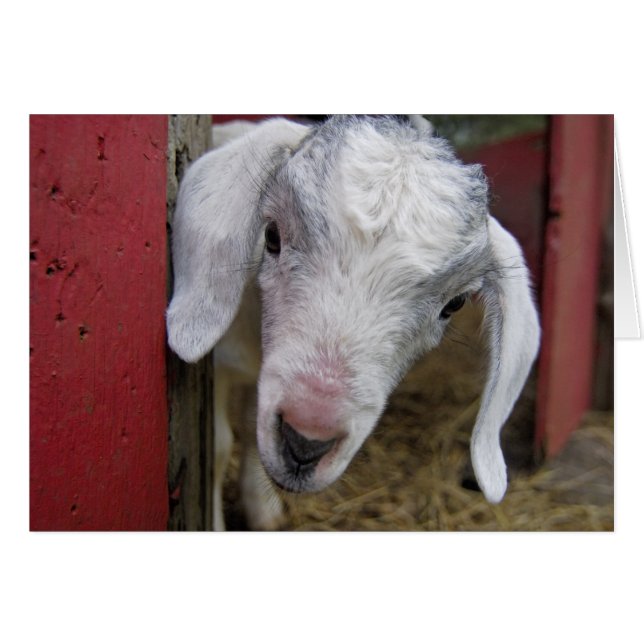 Baby pekelen uit rode schuur (Voorkant Horizontaal)