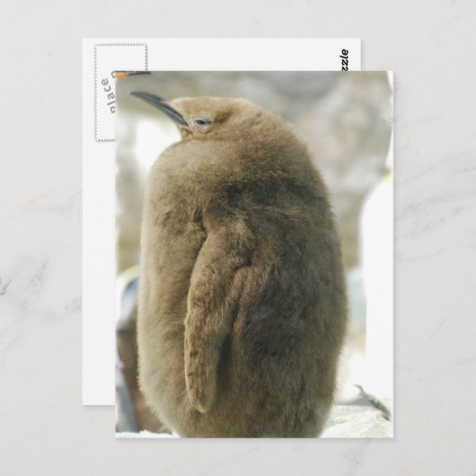 Baby Penguin Briefkaart (Voorkant / Achterkant)