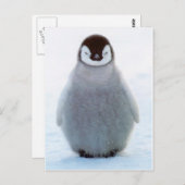 Baby Penguin Briefkaart (Voorkant / Achterkant)