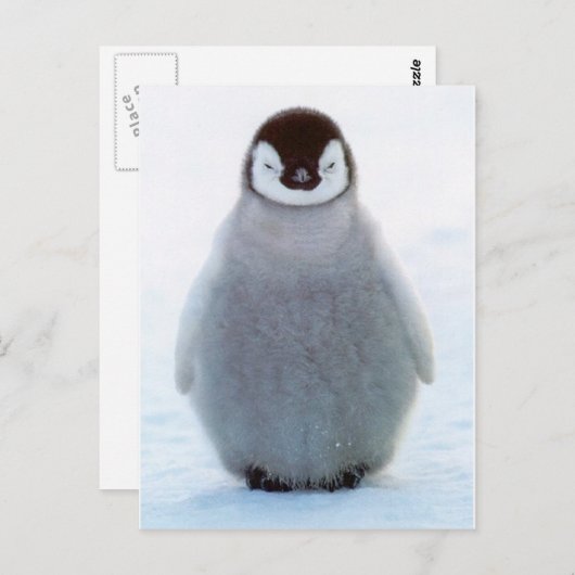 Baby Penguin Briefkaart (Voorkant / Achterkant)