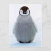 Baby Penguin Briefkaart (Voorkant)