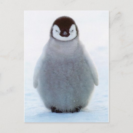 Baby Penguin Briefkaart (Voorkant)