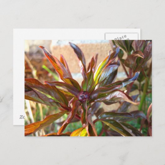 Baby Peony Bud Briefkaart (Voorkant / Achterkant)