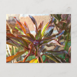 Baby Peony Bud Briefkaart