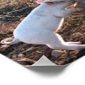 Baby Pig Poster (Hoek)