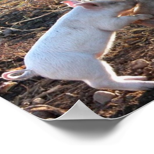 Baby Pig Poster (Hoek)